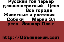 Русский той-терьер длинношерстный › Цена ­ 7 000 - Все города Животные и растения » Собаки   . Марий Эл респ.,Йошкар-Ола г.